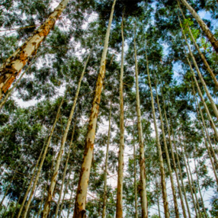 Pesquisa de consumo Two Sides: o lugar do papel em um mundo pós-pandemia