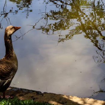 Canon mostra diversidade brasileira através das lentes