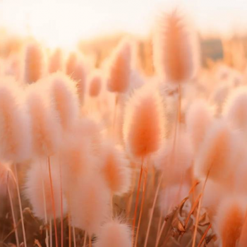 Pantone anuncia a Cor do Ano 2024